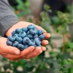 Colombia produce 12.000 toneladas de arándanos en 2025, pero el 95% se queda en el país