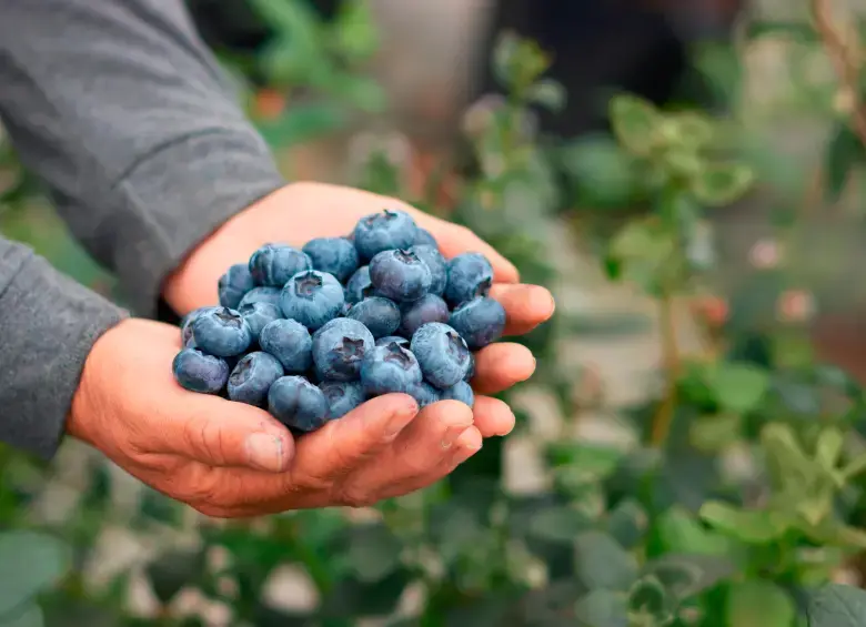 Colombia produce 12.000 toneladas de arándanos en 2025, pero el 95% se queda en el país
